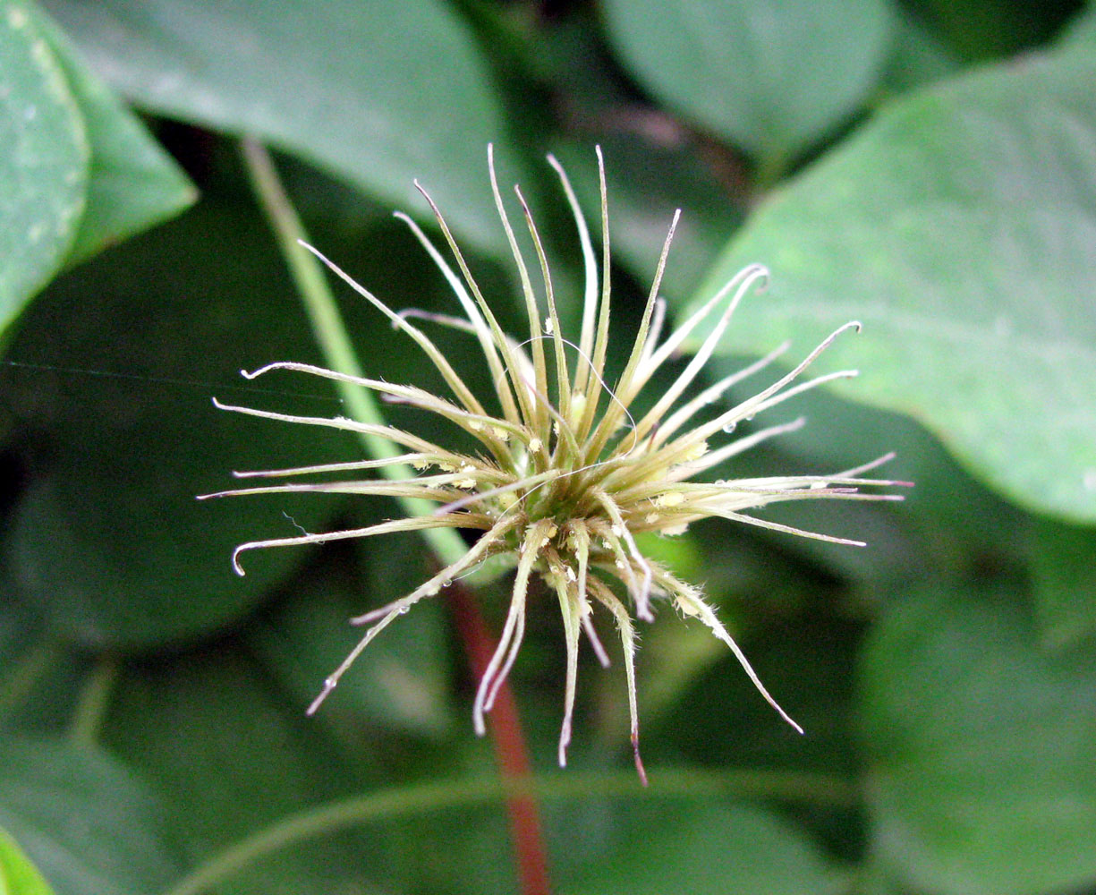 Image of genus Clematis specimen.