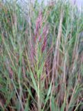 Phragmites australis. Соцветие в фазе колошения. Зап. Крым, между городами Саки и Евпатория, небольшой солёный водоём между Симферопольским шоссе и берегом моря. 31.08.2011.