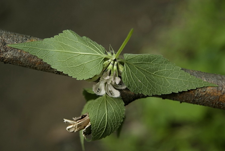 Изображение особи Lamium album ssp. orientale.