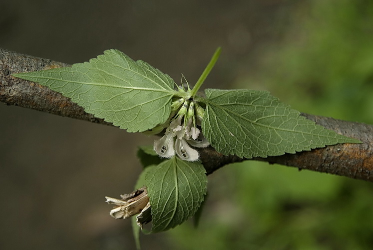 Image of Lamium album ssp. orientale specimen.