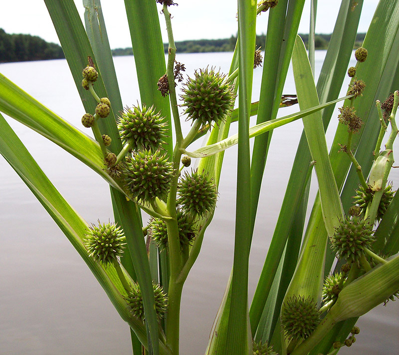 Image of Sparganium erectum specimen.