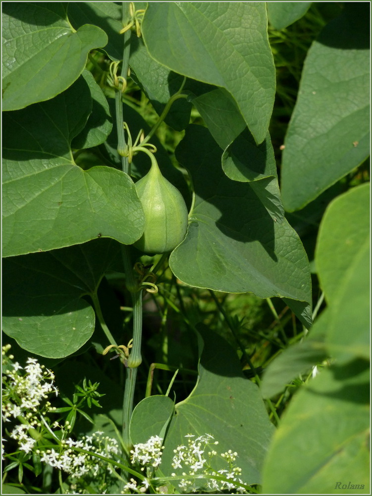 Image of Aristolochia clematitis specimen.