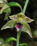 Epipactis helleborine. Цветок. Крым, Байдарская яйла, дубовый лес. 14 июня 2012 г.