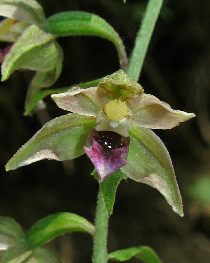Image of Epipactis helleborine specimen.