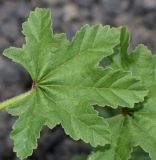 Malva parviflora