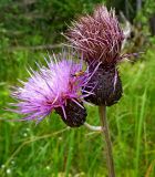 Cirsium heterophyllum