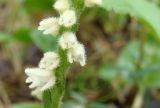 Goodyera repens