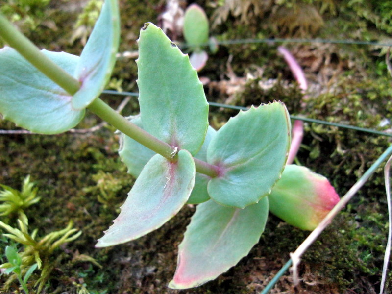 Image of Hylotelephium ruprechtii specimen.