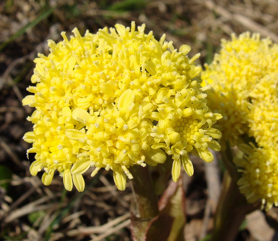 Изображение особи Petasites spurius.