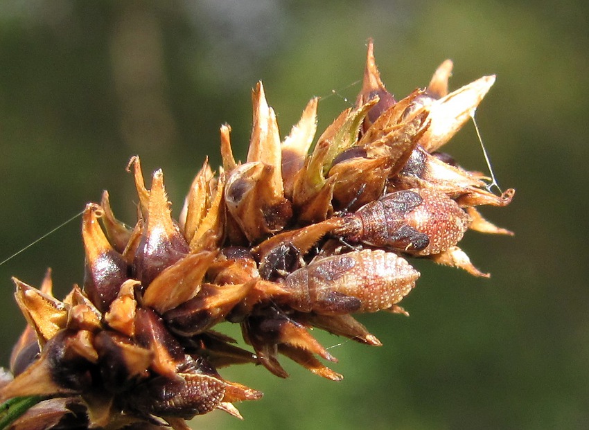 Image of Carex appropinquata specimen.