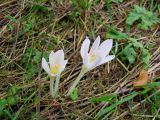 Colchicum autumnale