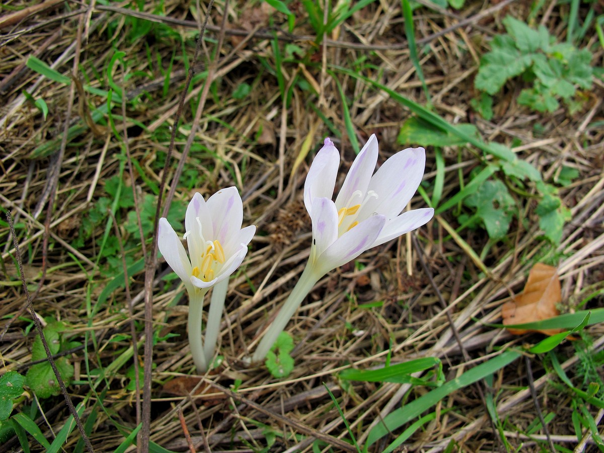 Изображение особи Colchicum autumnale.