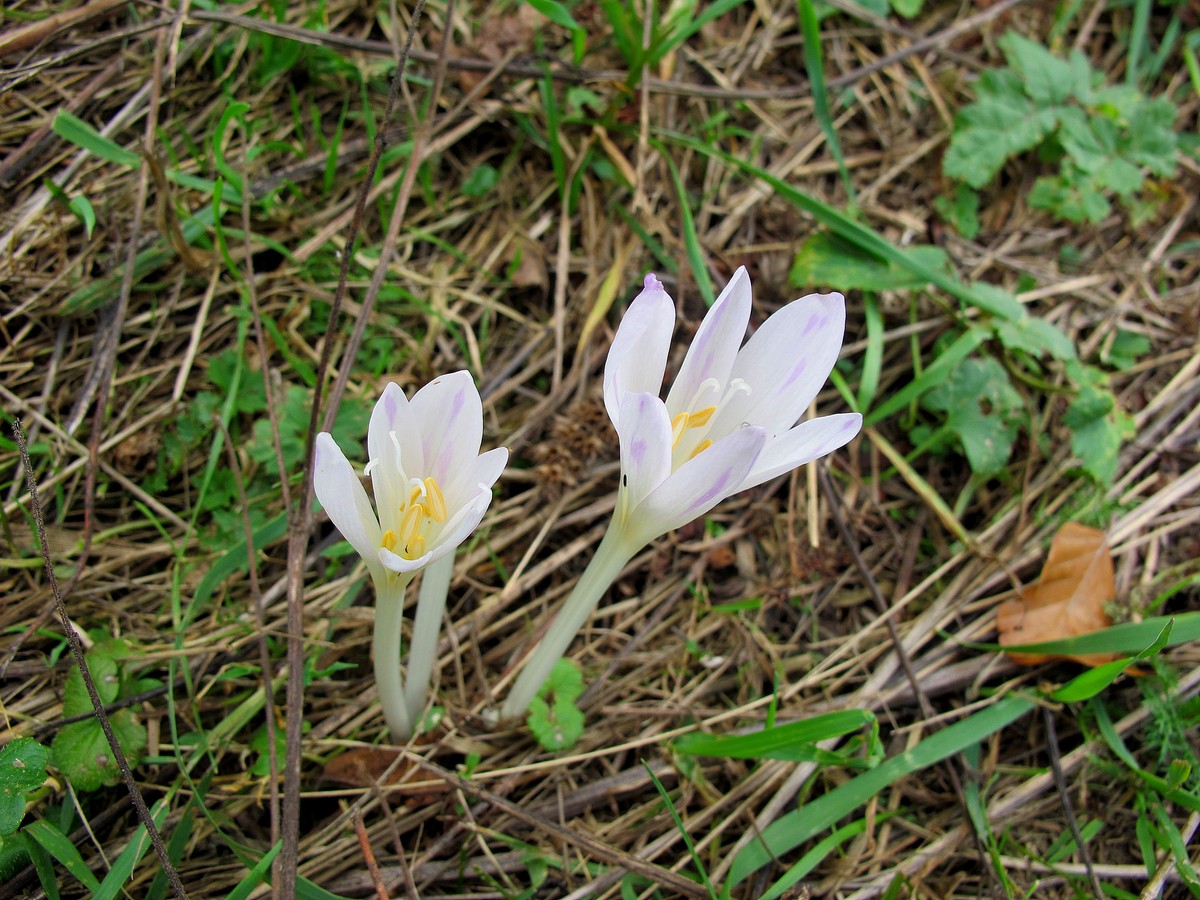 Image of Colchicum autumnale specimen.