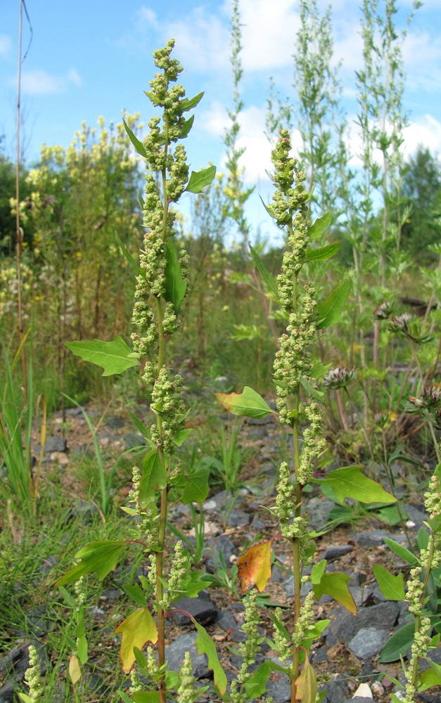 Image of Chenopodium acerifolium specimen.