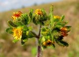 Sigesbeckia orientalis. Соцветия. Приморский край, Спасский р-н, окр. с. Хвалынка. 26.08.2012.