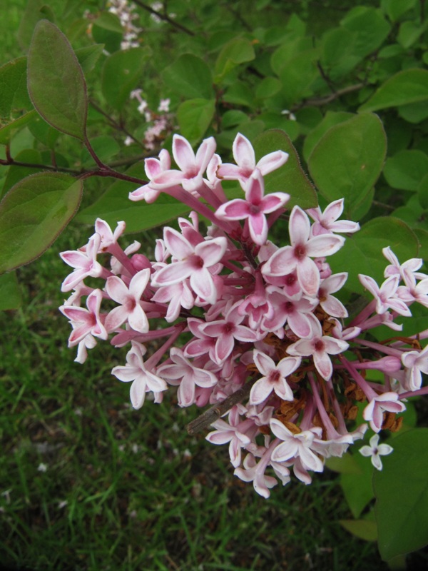 Image of genus Syringa specimen.