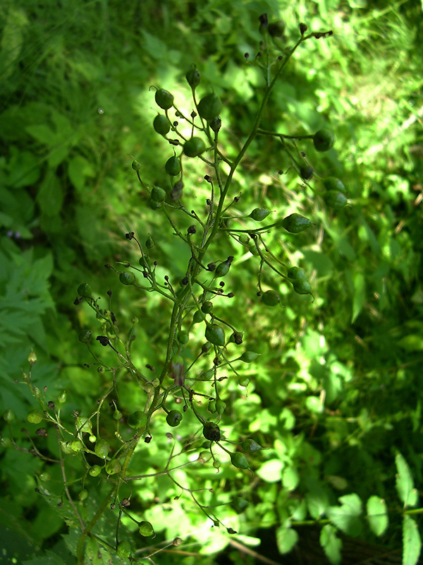 Изображение особи Scrophularia nodosa.