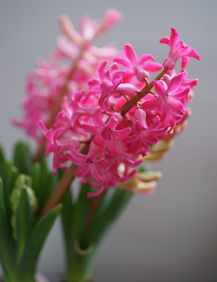 Image of Hyacinthus orientalis specimen.