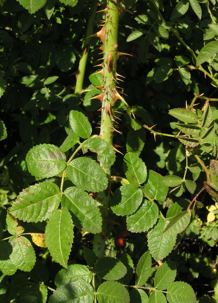 Image of Rosa rubiginosa specimen.
