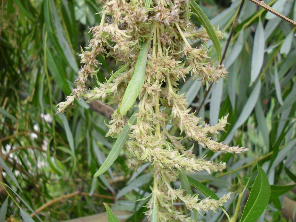 Image of Salix &times; blanda specimen.