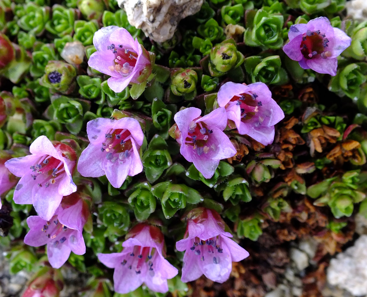 Image of Saxifraga asiatica specimen.