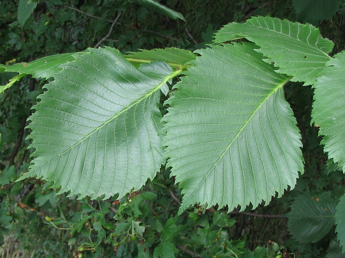 Image of genus Ulmus specimen.