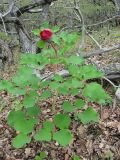 Paeonia daurica