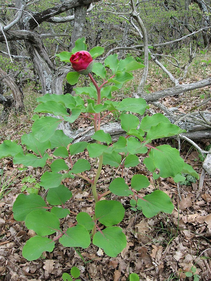 Изображение особи Paeonia daurica.