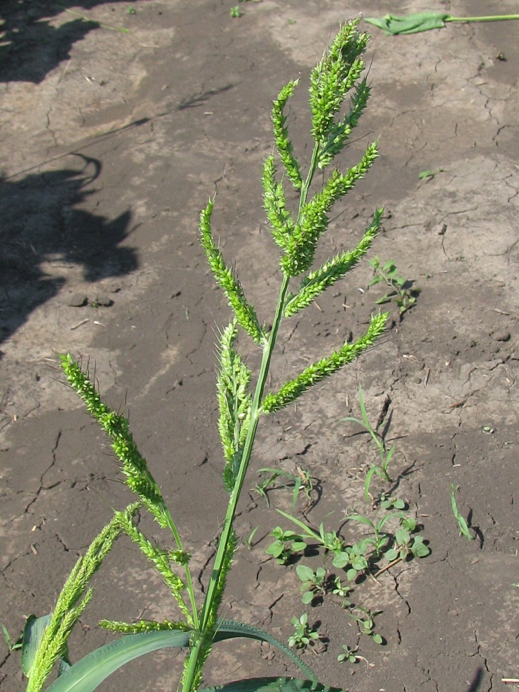 Изображение особи Echinochloa crus-galli.