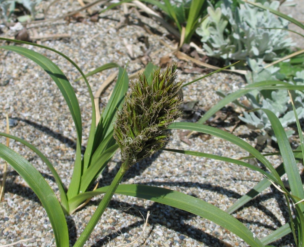 Изображение особи Carex macrocephala.