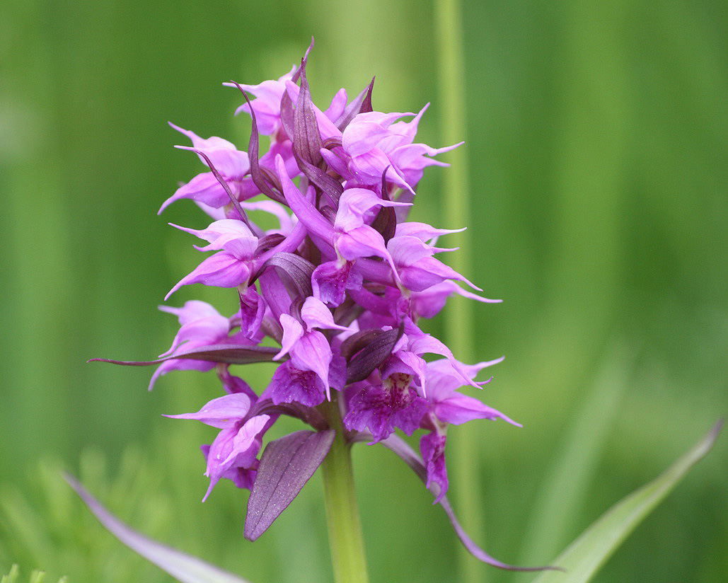 Изображение особи Dactylorhiza aristata.