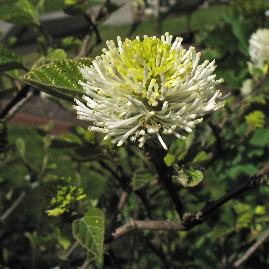 Изображение особи Fothergilla major.