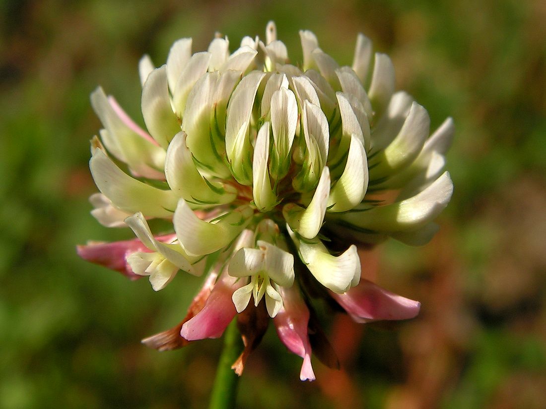 Изображение особи Trifolium hybridum.