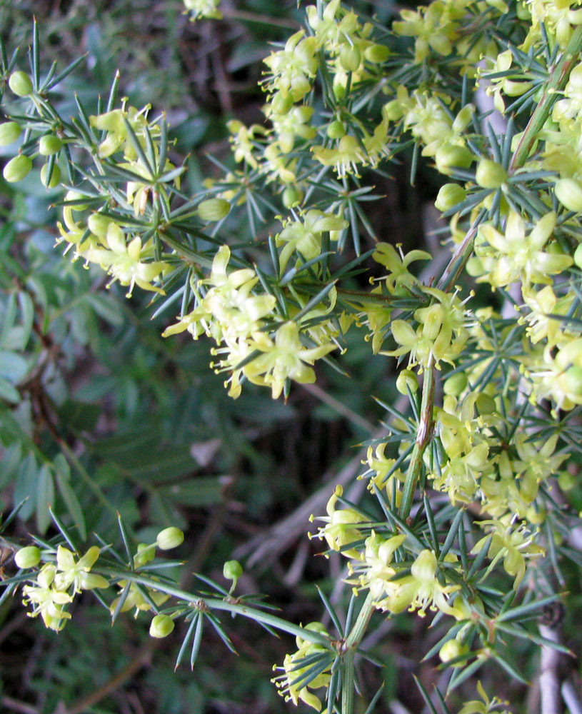 Изображение особи Asparagus acutifolius.