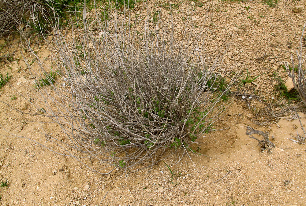 Image of Ballota undulata specimen.