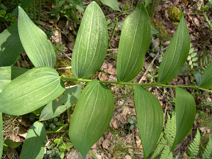 Image of Polygonatum odoratum specimen.