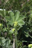 genus Alchemilla