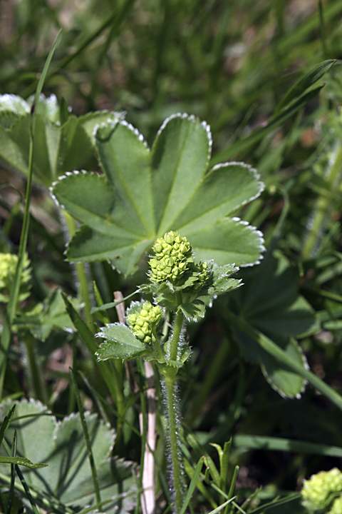 Image of genus Alchemilla specimen.