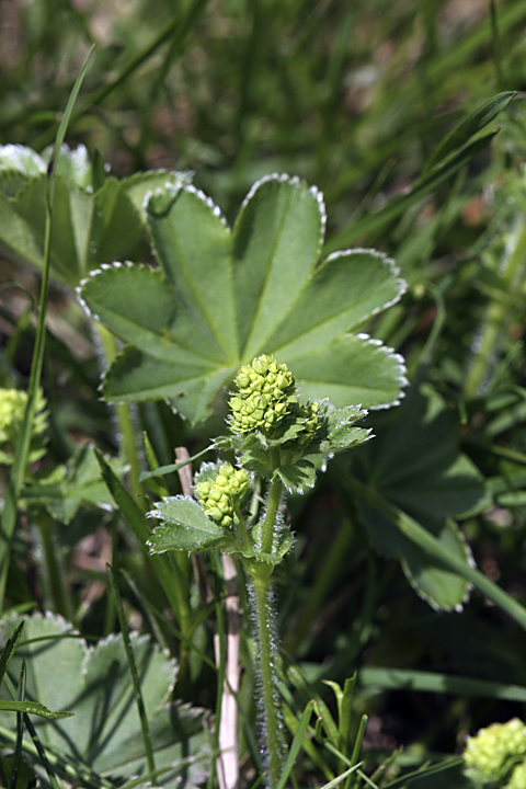 Изображение особи род Alchemilla.