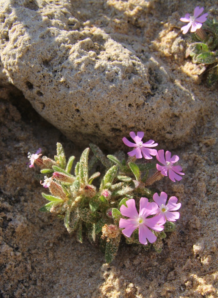 Изображение особи Silene littorea.