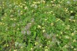 Clematis serratifolia