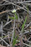 Arenaria serpyllifolia. Растение с цветком и завязавшимся плодом. Крым, Карадагский заповедник, степной склон. 21 апреля 2013 г.