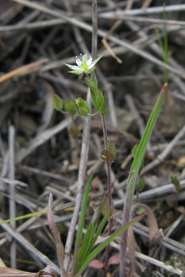 Image of Arenaria serpyllifolia specimen.