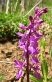 Orchis mascula