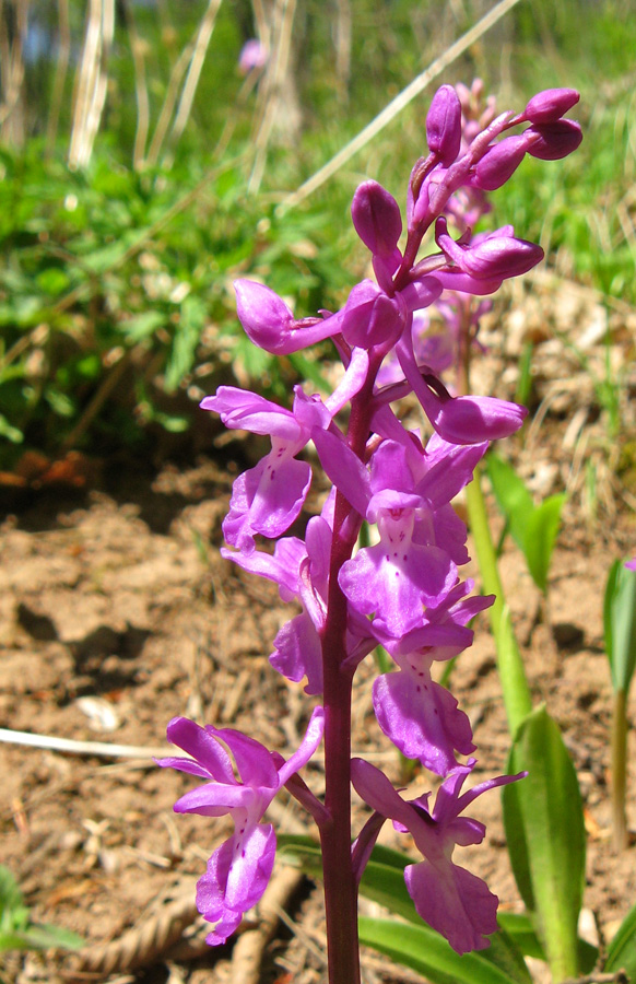 Изображение особи Orchis mascula.