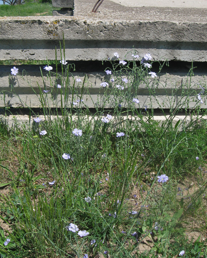 Image of Linum austriacum specimen.