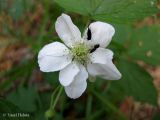 Rubus caesius. Цветок с питающимися насекомыми. Украина, Киевская обл., Вышгородский р-н, севернее с. Лебедевка, левый берег дренажного канала, сосновый лес. 19 мая 2013 г.