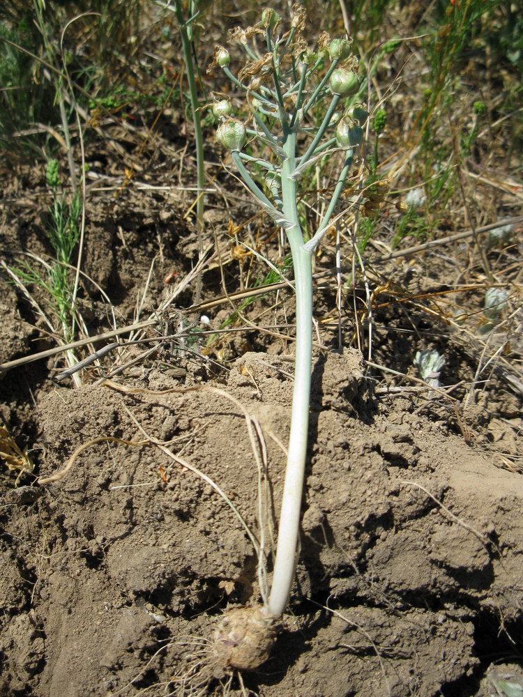 Изображение особи Ornithogalum navaschinii.