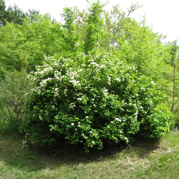 Изображение особи Spiraea chamaedryfolia.