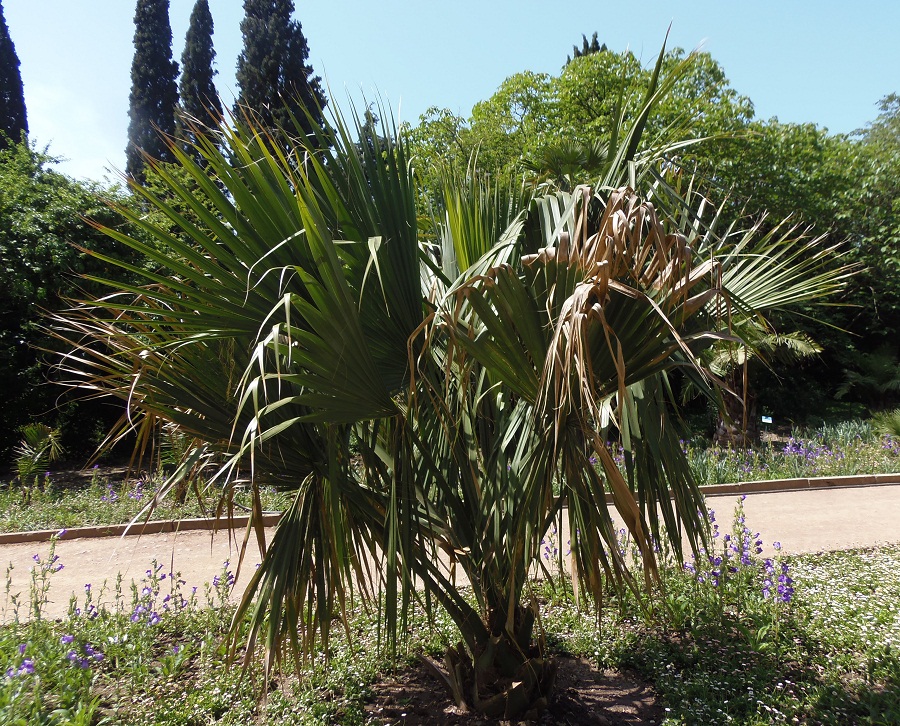 Image of Sabal palmetto specimen.
